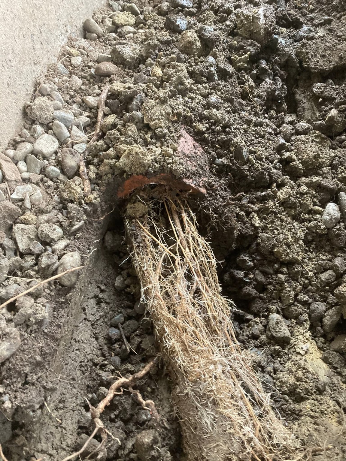 Root-clogged clay perimeter drain pipe exposed during drainage investigation in Nanaimo